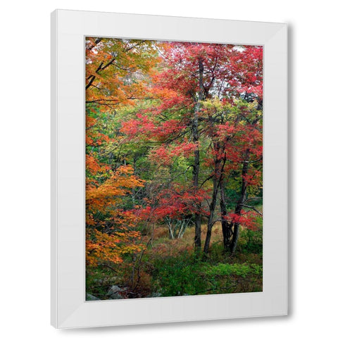 Minnewaskas Vertical 2010 White Modern Wood Framed Art Print by Goldwitz, Robert