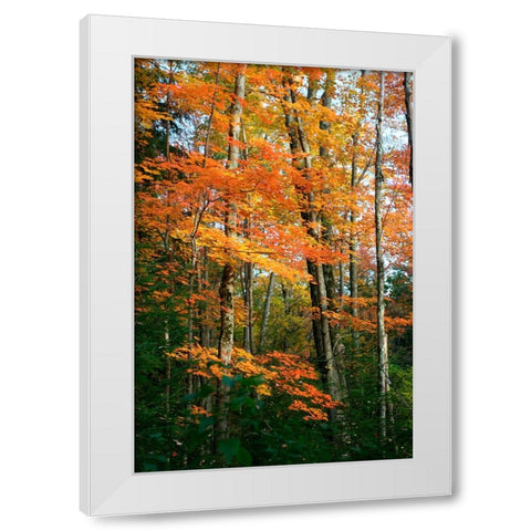 Orange Yellow Fall Vertical 9840 White Modern Wood Framed Art Print by Goldwitz, Robert