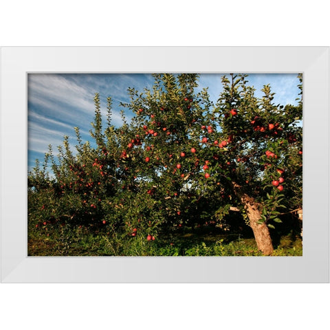 Apple Orchard Streaked Sky White Modern Wood Framed Art Print by Goldwitz, Robert