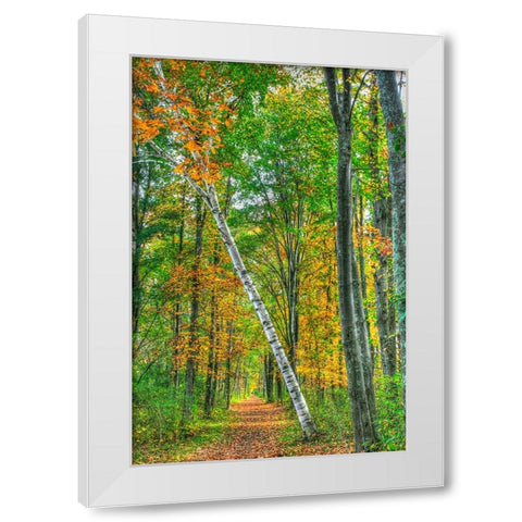 Birch Over The Trail White Modern Wood Framed Art Print by Goldwitz, Robert