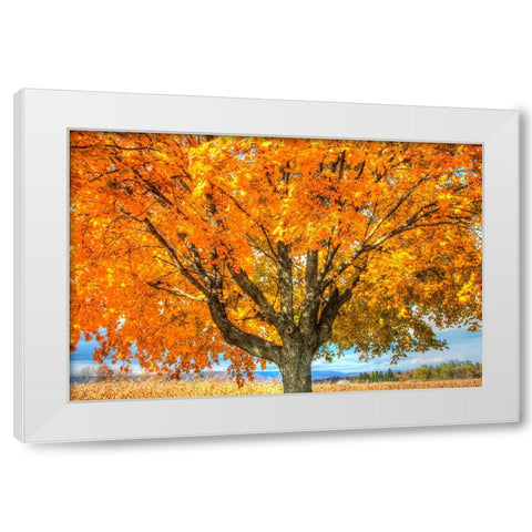 Autumn Yellow Tree And Gunks White Modern Wood Framed Art Print by Goldwitz, Robert