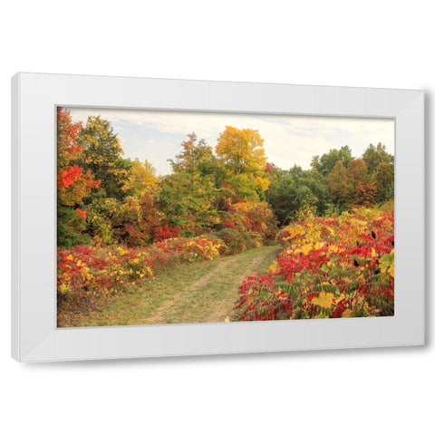 Brilliant Hillside White Modern Wood Framed Art Print by Goldwitz, Robert