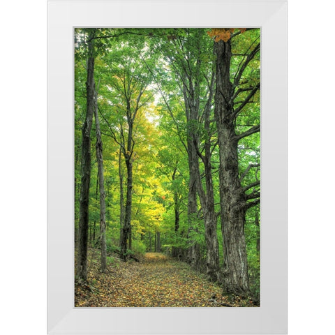 Deep Woods Vertical White Modern Wood Framed Art Print by Goldwitz, Robert