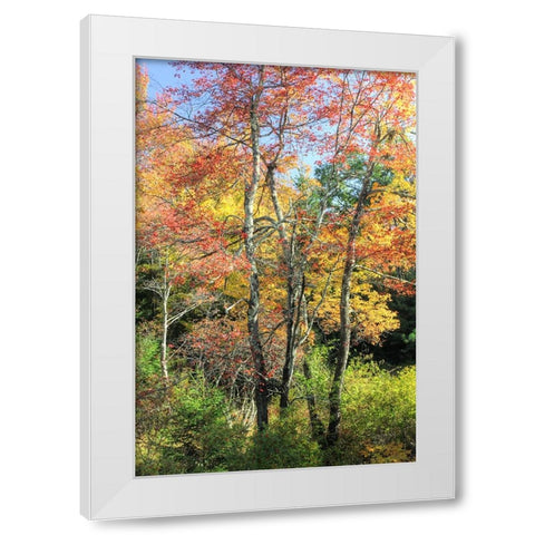 Autumn Tree Cluster Vertical White Modern Wood Framed Art Print by Goldwitz, Robert