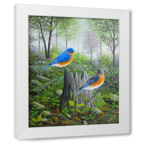 Spring Bluebirds White Modern Wood Framed Art Print by Wavra, Robert