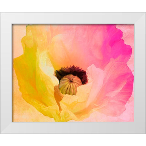 Poppy Gradient II White Modern Wood Framed Art Print by Sasha