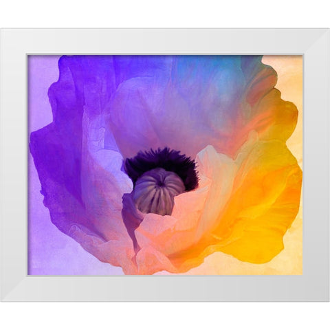 Poppy Gradient III White Modern Wood Framed Art Print by Sasha