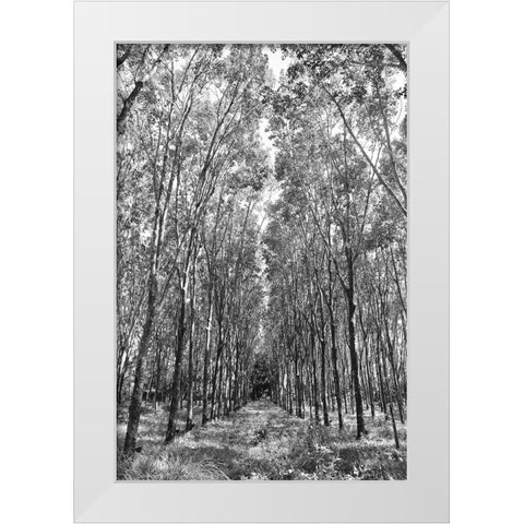 Through The Trees White Modern Wood Framed Art Print by Susan Vizvary Photography