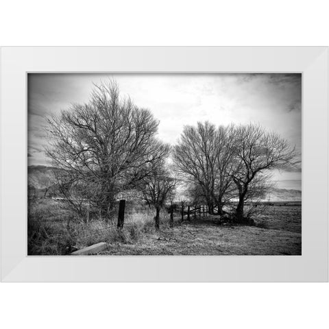 Trees Near A Fence White Modern Wood Framed Art Print by Susan Vizvary Photography