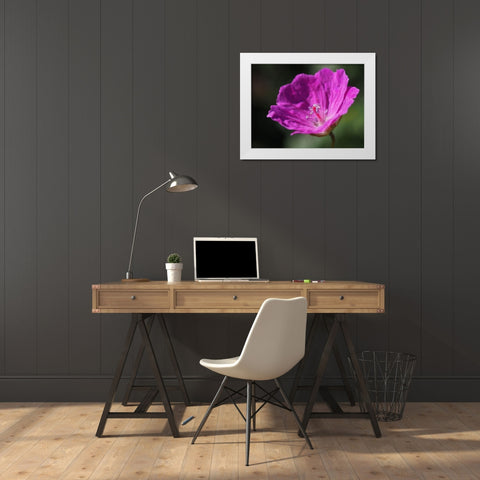 Bloody Geranium White Modern Wood Framed Art Print by Bonin, Suzanne