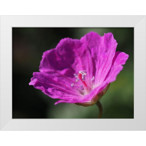 Bloody Geranium White Modern Wood Framed Art Print by Bonin, Suzanne