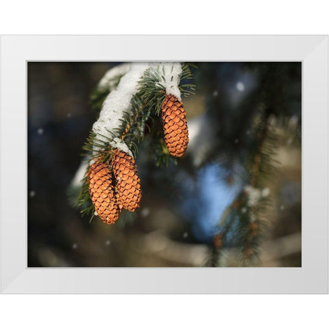 Cocottes White Modern Wood Framed Art Print by Bonin, Suzanne