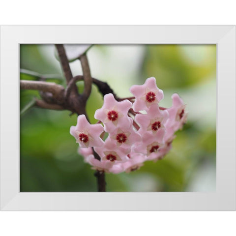 Hoya Carnosa White Modern Wood Framed Art Print by Bonin, Suzanne
