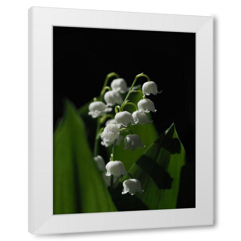 Lily Of The Valley White Modern Wood Framed Art Print by Bonin, Suzanne