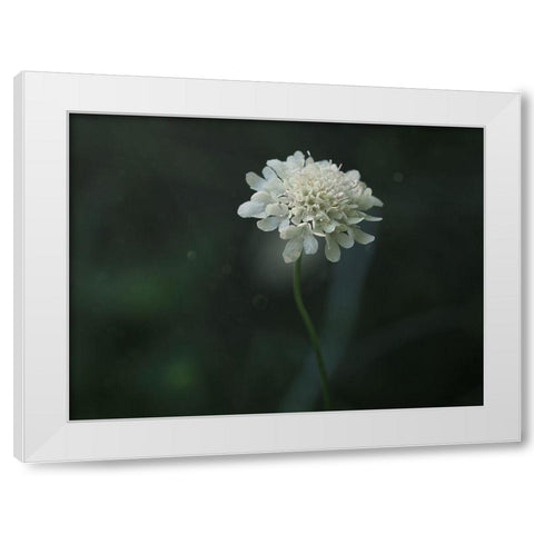 Pincushion White Modern Wood Framed Art Print by Bonin, Suzanne