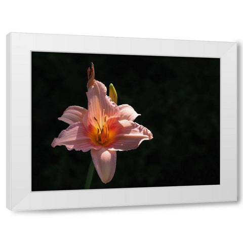 Daylily White Modern Wood Framed Art Print by Bonin, Suzanne