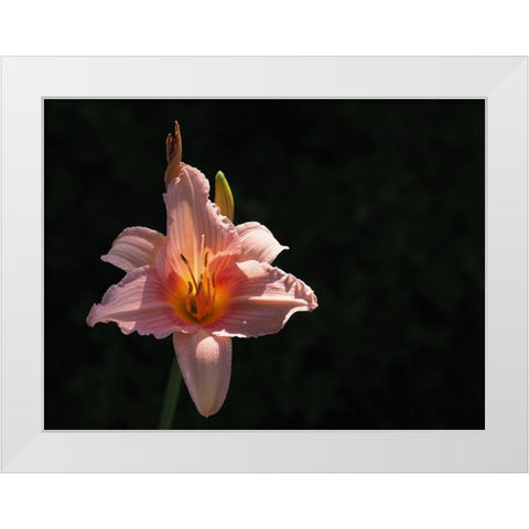 Daylily White Modern Wood Framed Art Print by Bonin, Suzanne