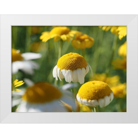 Field of Chamomile Flowers White Modern Wood Framed Art Print by Bonin, Suzanne