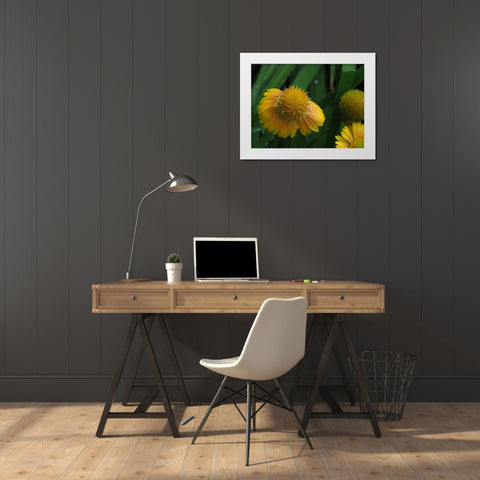 Gaillardia White Modern Wood Framed Art Print by Bonin, Suzanne