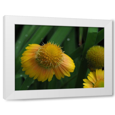 Gaillardia White Modern Wood Framed Art Print by Bonin, Suzanne