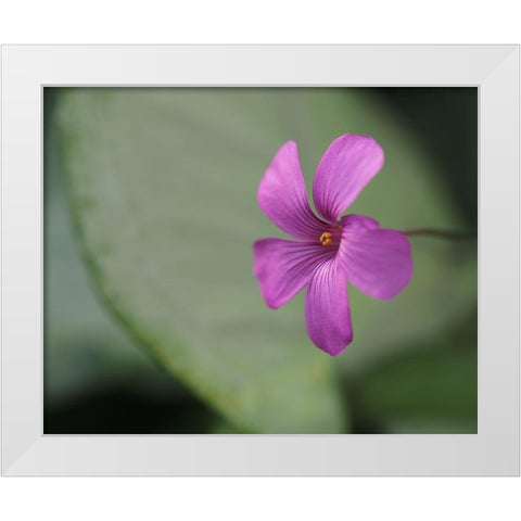 Pink Sorrel White Modern Wood Framed Art Print by Bonin, Suzanne
