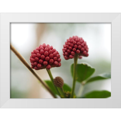 Powder Puff Buds White Modern Wood Framed Art Print by Bonin, Suzanne