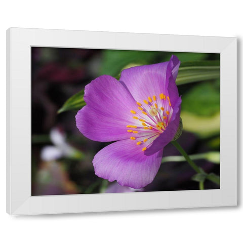 Pussy Paw White Modern Wood Framed Art Print by Bonin, Suzanne