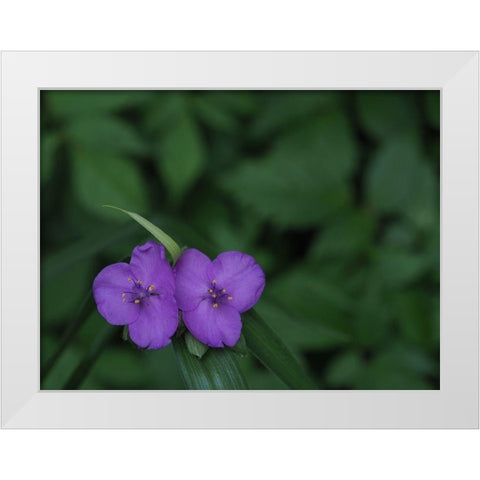 Virginia Spiderwort White Modern Wood Framed Art Print by Bonin, Suzanne