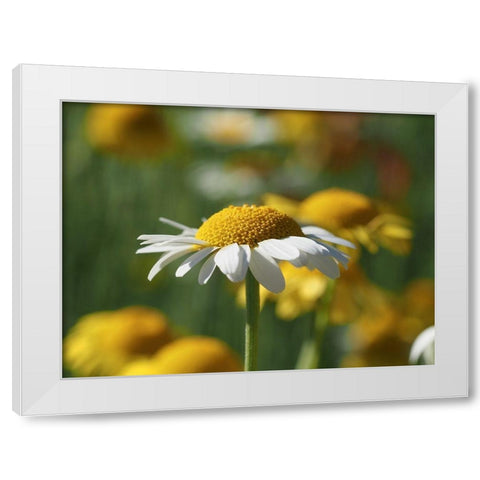 White Chamomile White Modern Wood Framed Art Print by Bonin, Suzanne