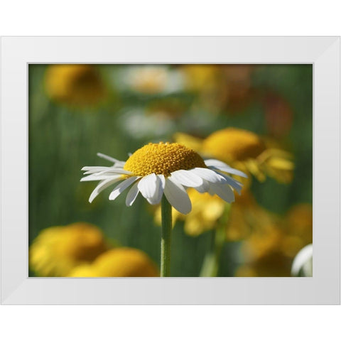 White Chamomile White Modern Wood Framed Art Print by Bonin, Suzanne