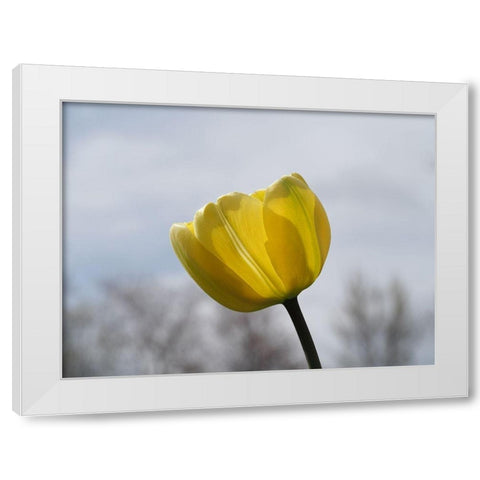 Alone White Modern Wood Framed Art Print by Bonin, Suzanne