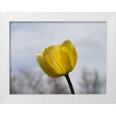Alone White Modern Wood Framed Art Print by Bonin, Suzanne