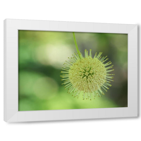 Cephalanthus Occidentalis White Modern Wood Framed Art Print by Bonin, Suzanne