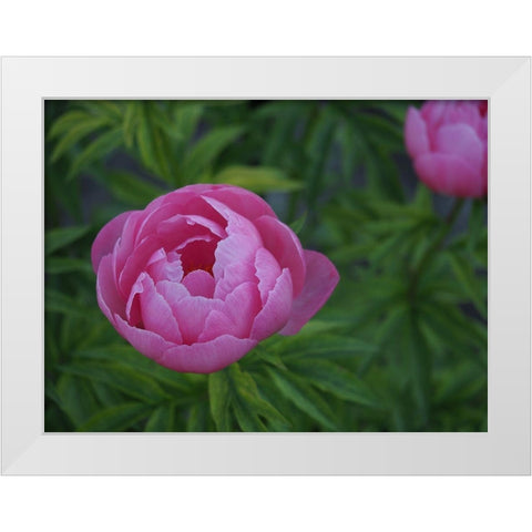 Chinese Peony White Modern Wood Framed Art Print by Bonin, Suzanne