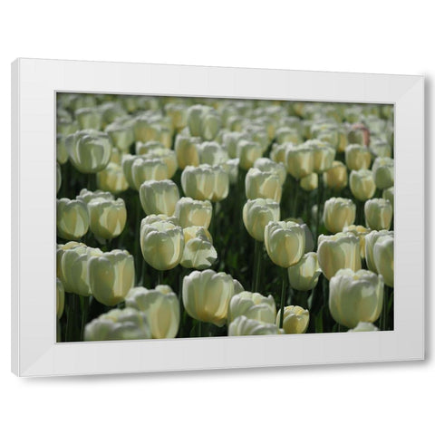 Field Of White Tulips White Modern Wood Framed Art Print by Bonin, Suzanne