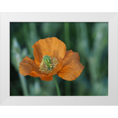 Fire Poppy White Modern Wood Framed Art Print by Bonin, Suzanne
