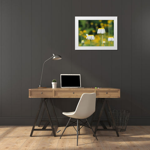 Lawn Daisies White Modern Wood Framed Art Print by Bonin, Suzanne
