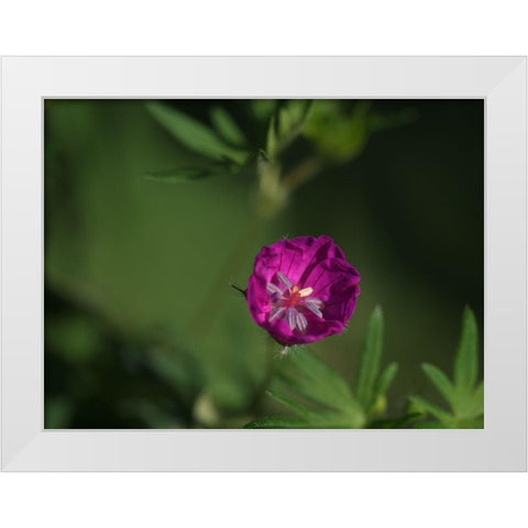 Lonely White Modern Wood Framed Art Print by Bonin, Suzanne