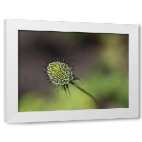 Mournful Widow White Modern Wood Framed Art Print by Bonin, Suzanne