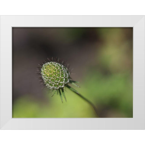Mournful Widow White Modern Wood Framed Art Print by Bonin, Suzanne