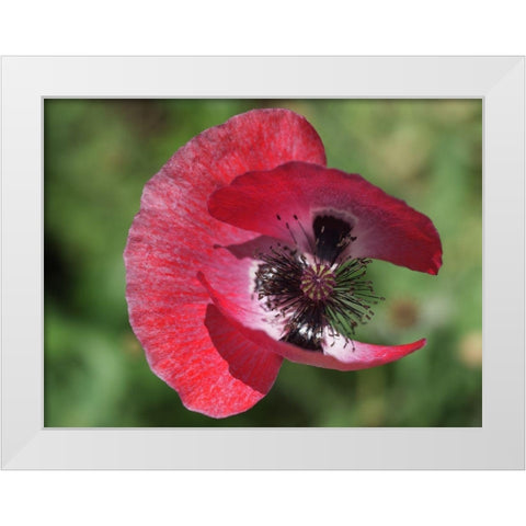 Opium Poppy White Modern Wood Framed Art Print by Bonin, Suzanne