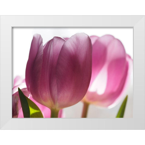 Pink Tulips White Modern Wood Framed Art Print by Bonin, Suzanne