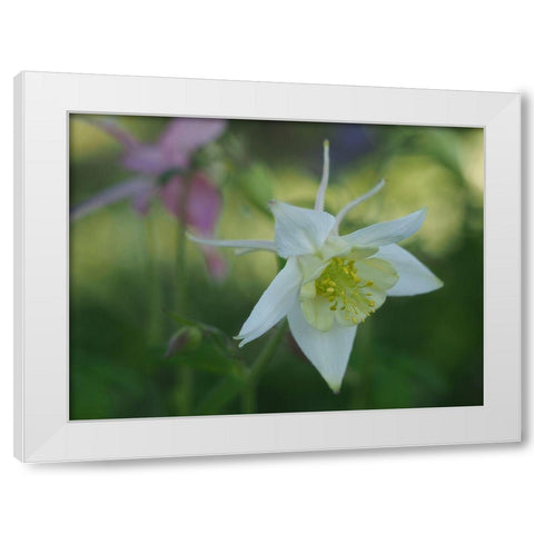White Columbine White Modern Wood Framed Art Print by Bonin, Suzanne