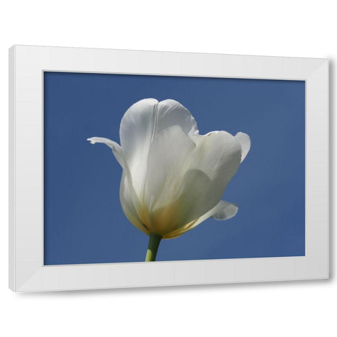 White Tulip Blue Sky White Modern Wood Framed Art Print by Bonin, Suzanne