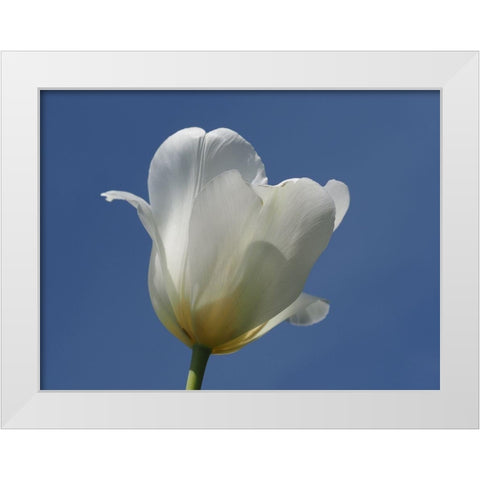 White Tulip Blue Sky White Modern Wood Framed Art Print by Bonin, Suzanne