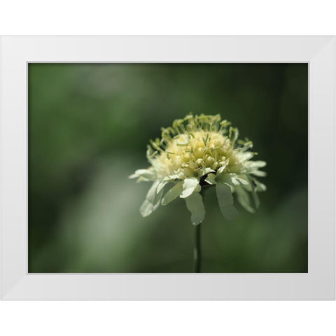 Yellow Scabious White Modern Wood Framed Art Print by Bonin, Suzanne