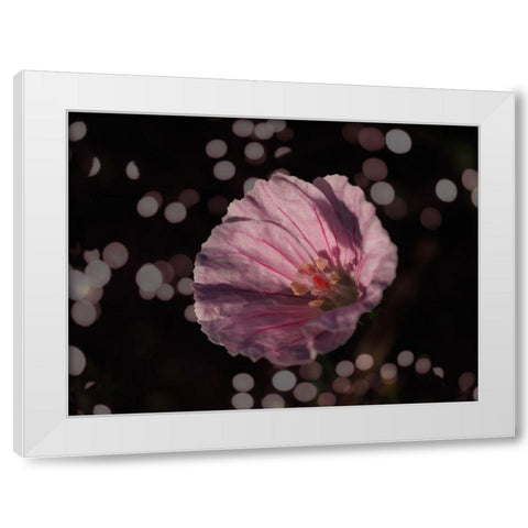 Bloody Cranesbill White Modern Wood Framed Art Print by Bonin, Suzanne