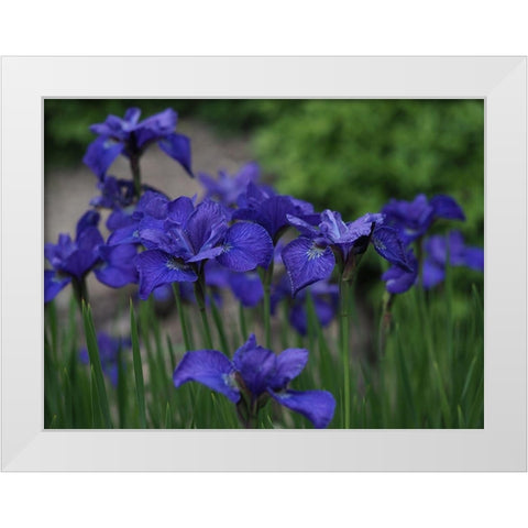 Blue Ones White Modern Wood Framed Art Print by Bonin, Suzanne