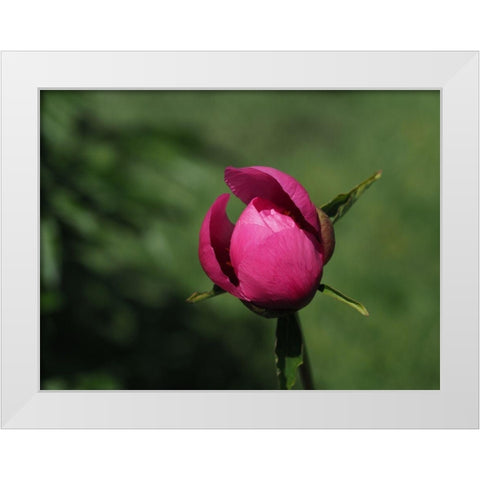 Budding White Modern Wood Framed Art Print by Bonin, Suzanne