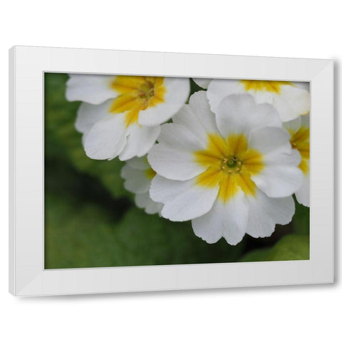 Buttercups White Modern Wood Framed Art Print by Bonin, Suzanne